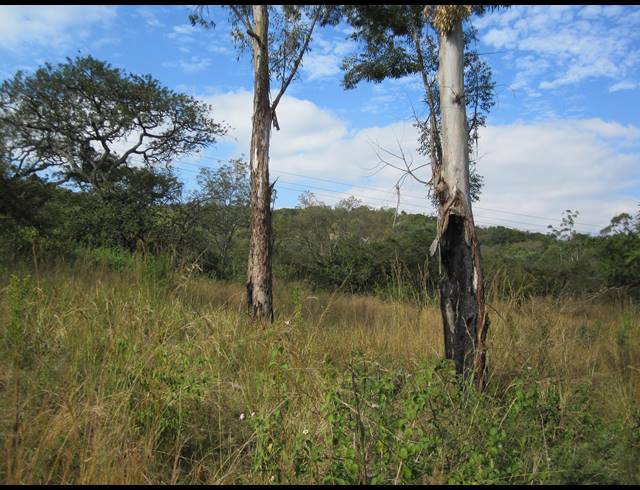 24.60HA FARM FOR SALE IN BERYL